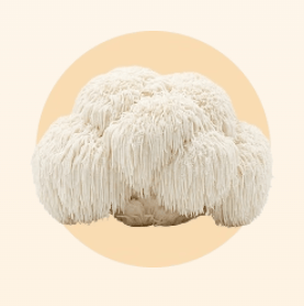 A fresh white lion's mane mushroom on a soft peach circle.