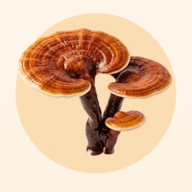 Reddish-brown reishi mushrooms with woody stems on a pale peach circle.