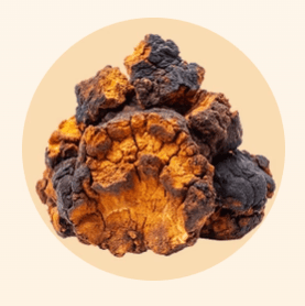 Dark, rough chaga mushroom chunks on a peach circle.